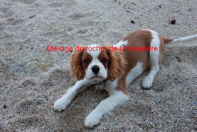 Cavalier King Charles : Kenzo du rocher de la garelire